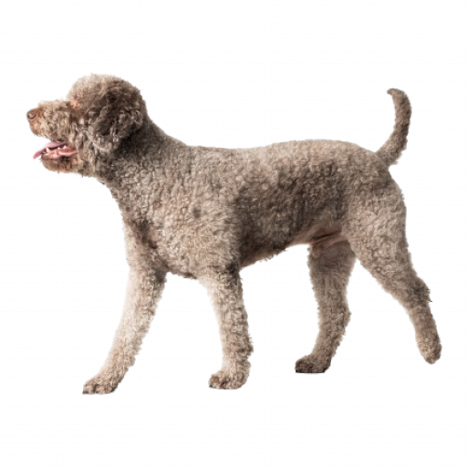 Rio to breed - lagotto romagnolo